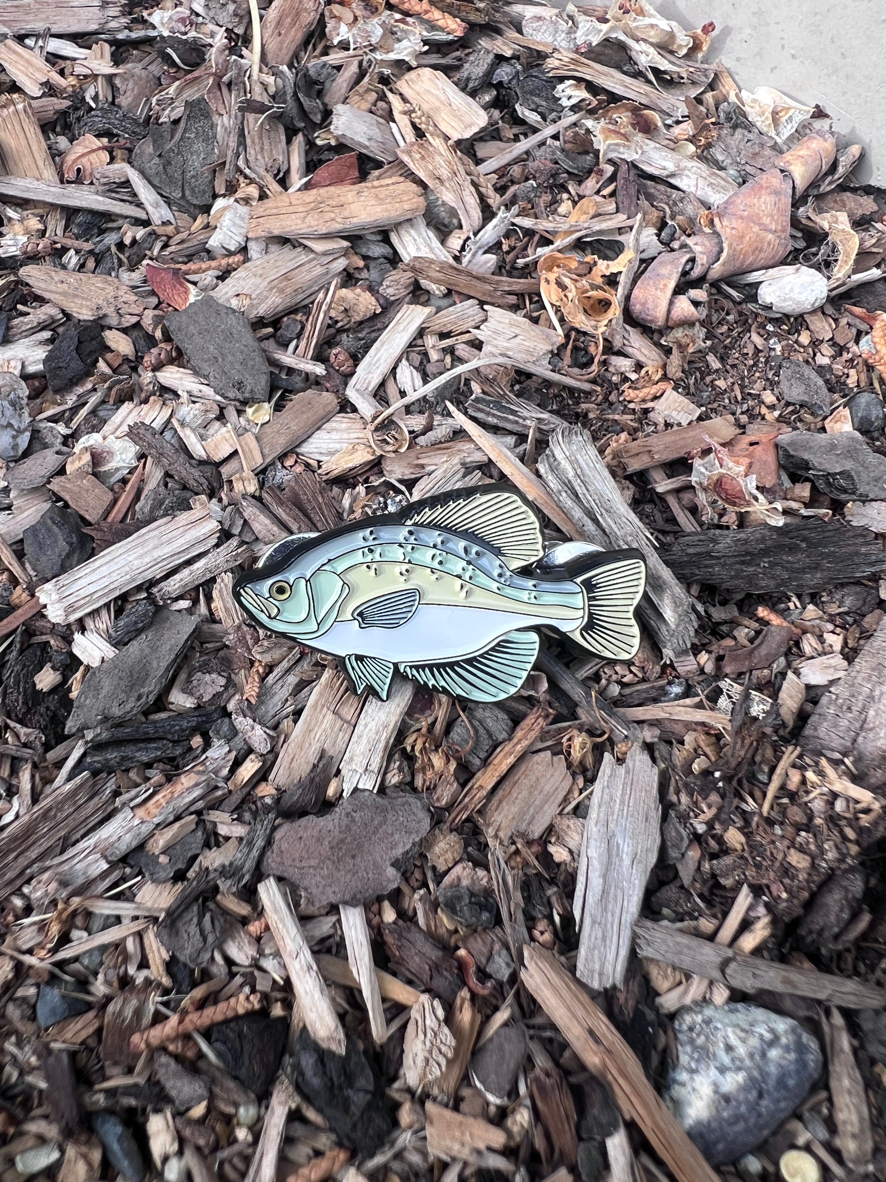 White Crappie - Fish Pin with Gift Box