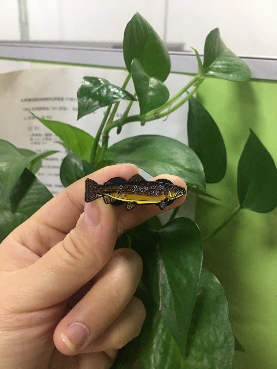 Brown Trout  - Fish Pin with Gift Box