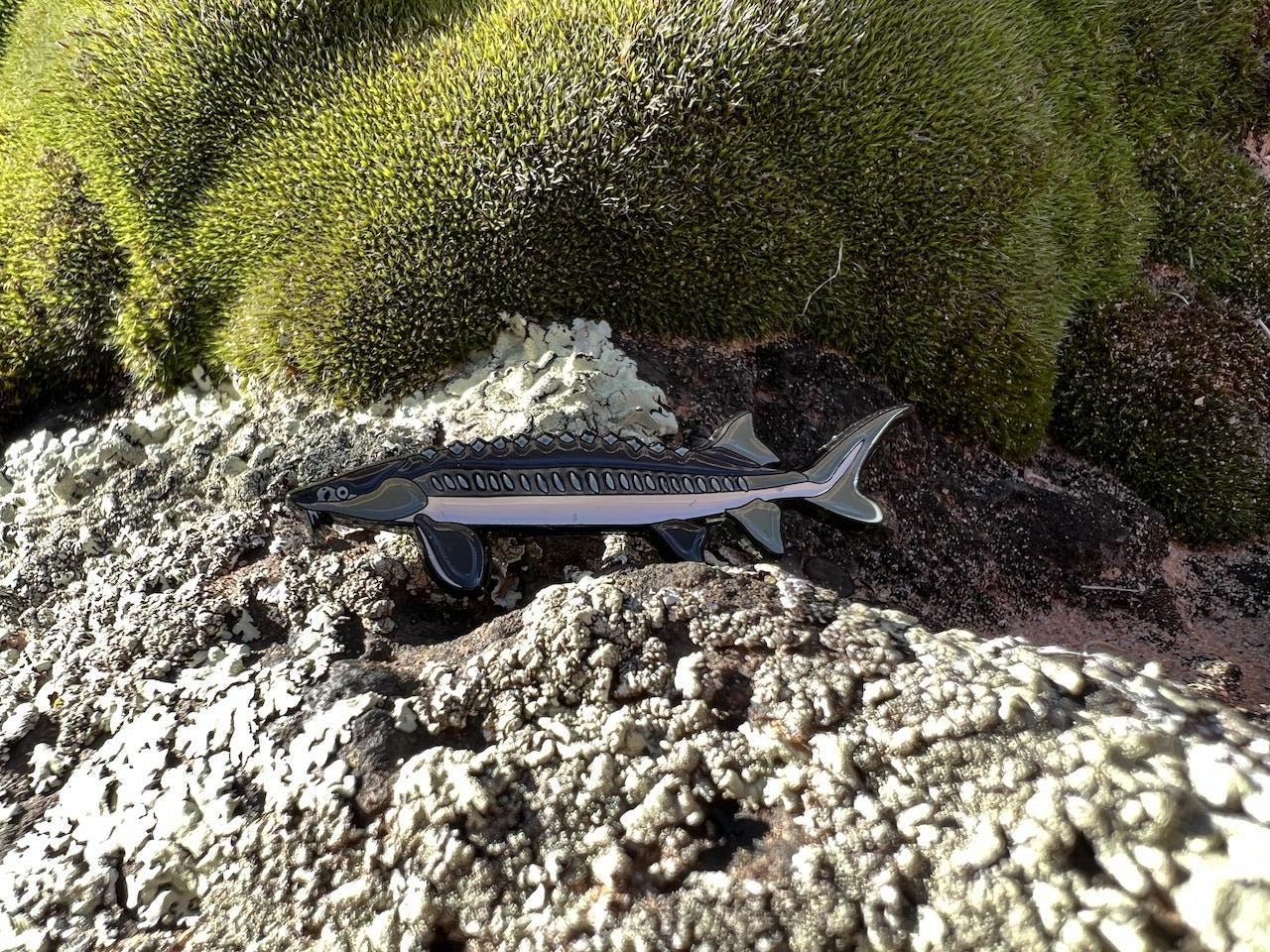 Sturgeon - Fish Pin with Gift Box