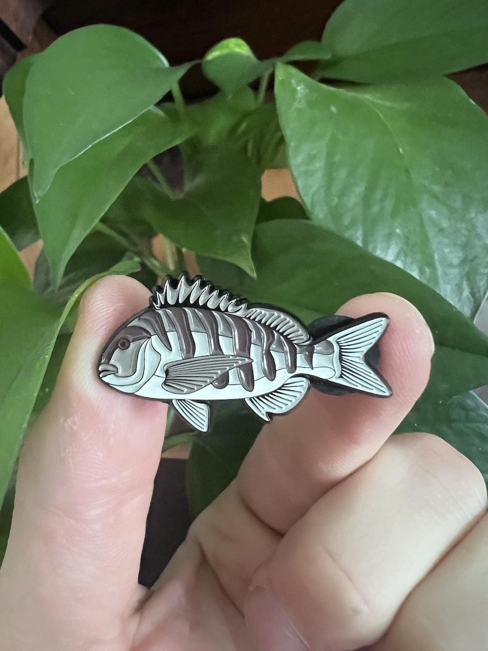 Sheepshead - Fish Pin with Gift Box