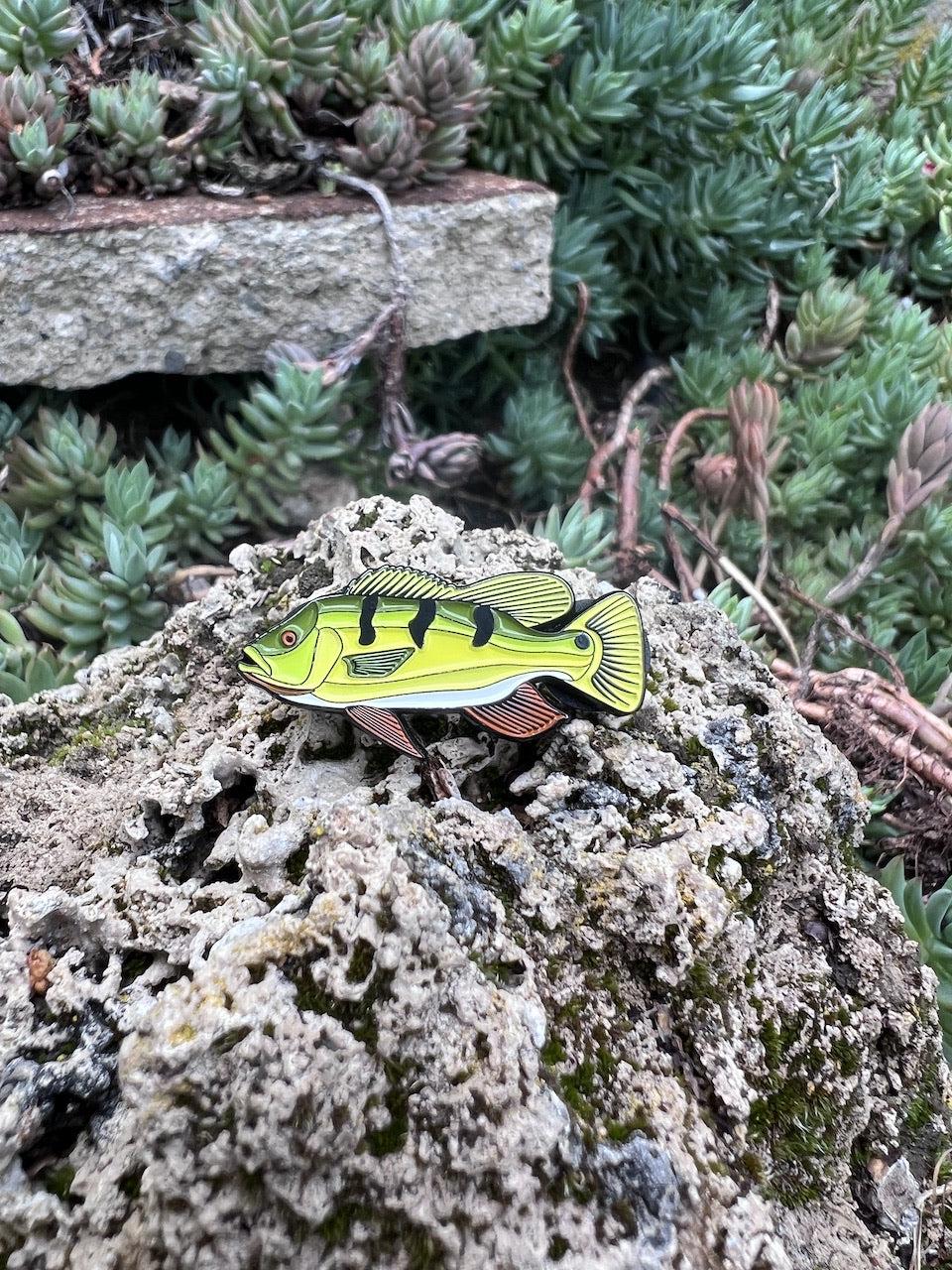 Peacock Bass - Fish Pin with Gift Box