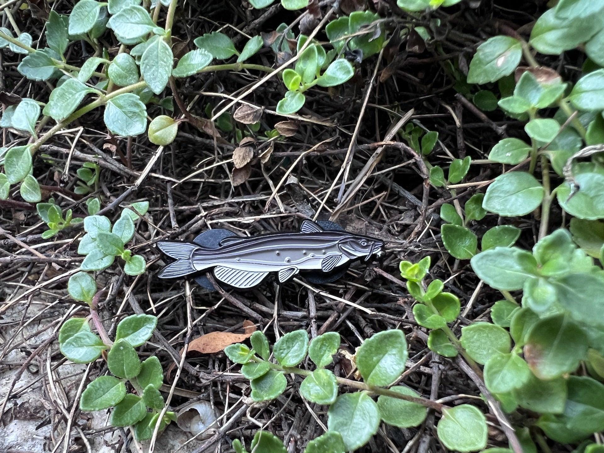 Channel Catfish  - Fish Pin with Gift Box