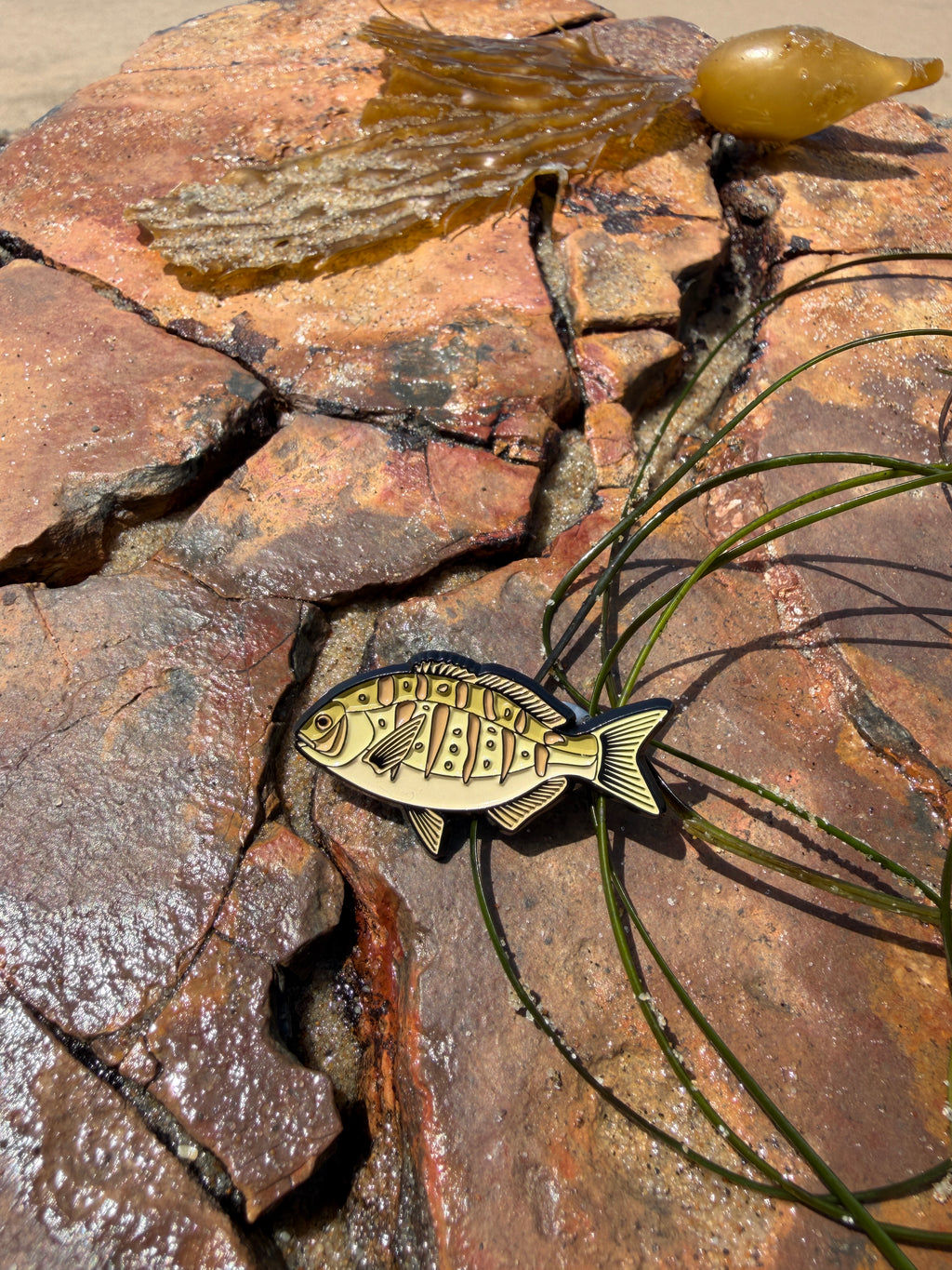 Barred Surf Perch - Fish Pin with Gift Box