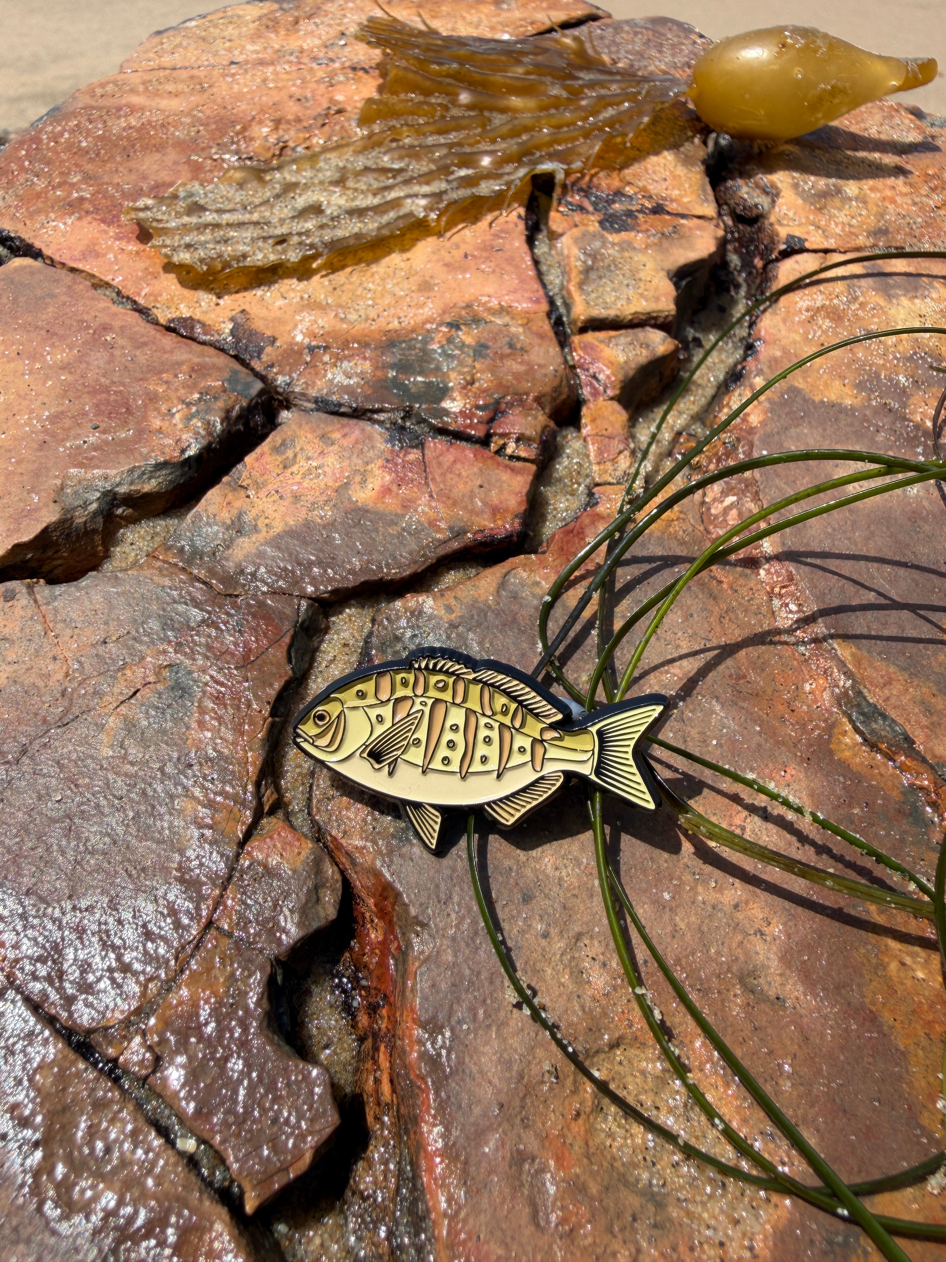 Barred Surf Perch - Fish Pin with Gift Box