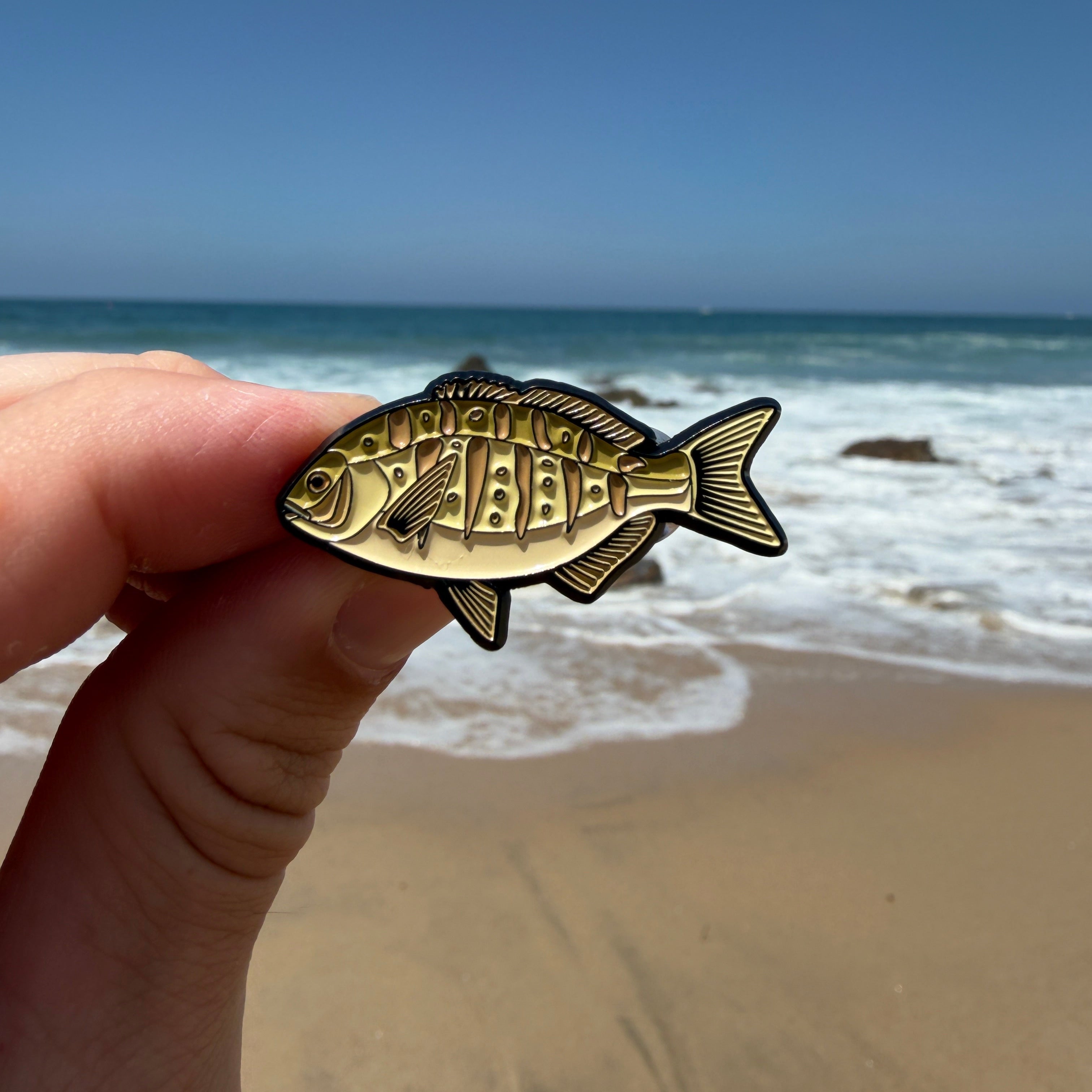 Barred Surf Perch - Fish Pin with Gift Box