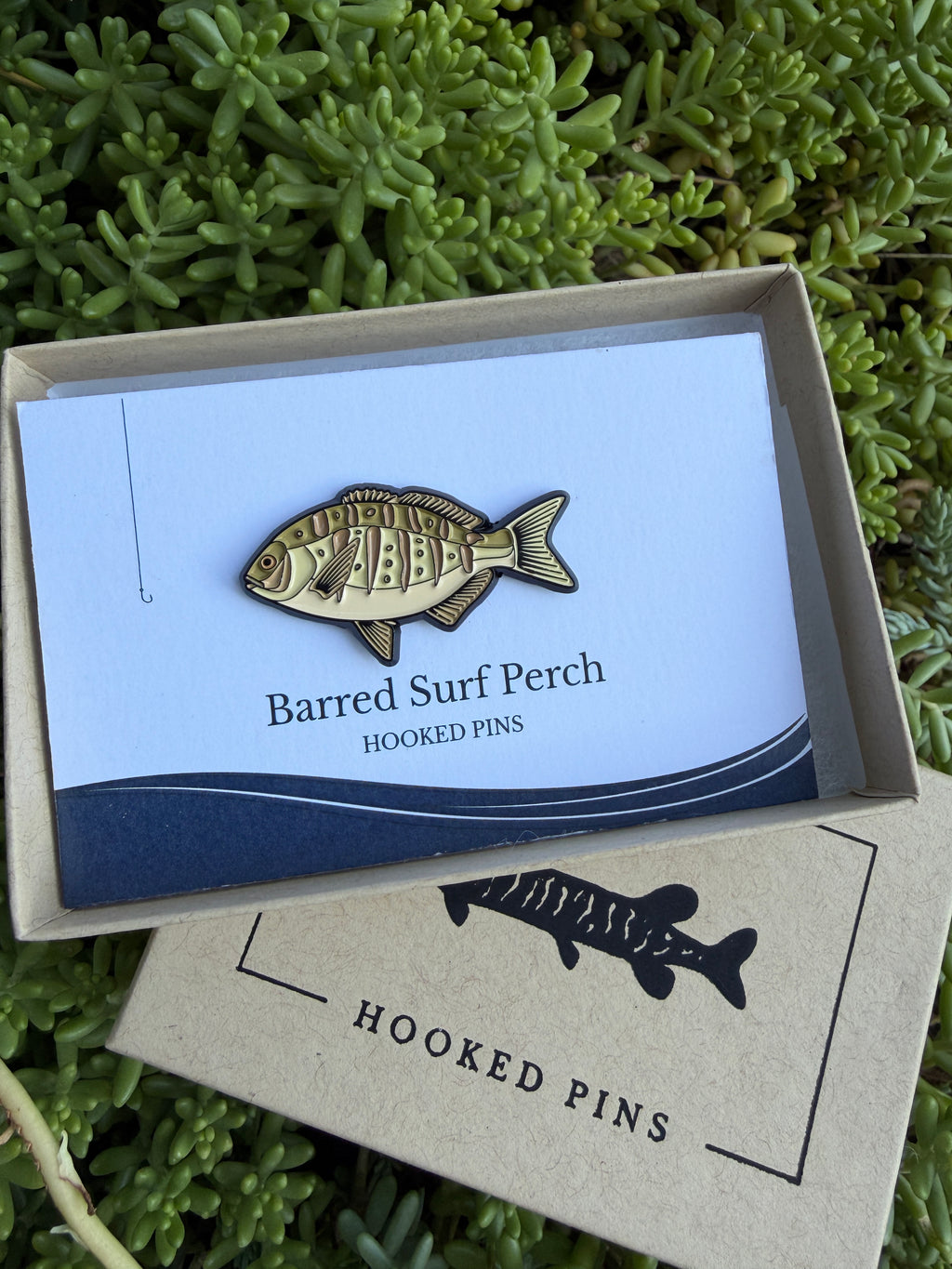 Barred Surf Perch - Fish Pin with Gift Box