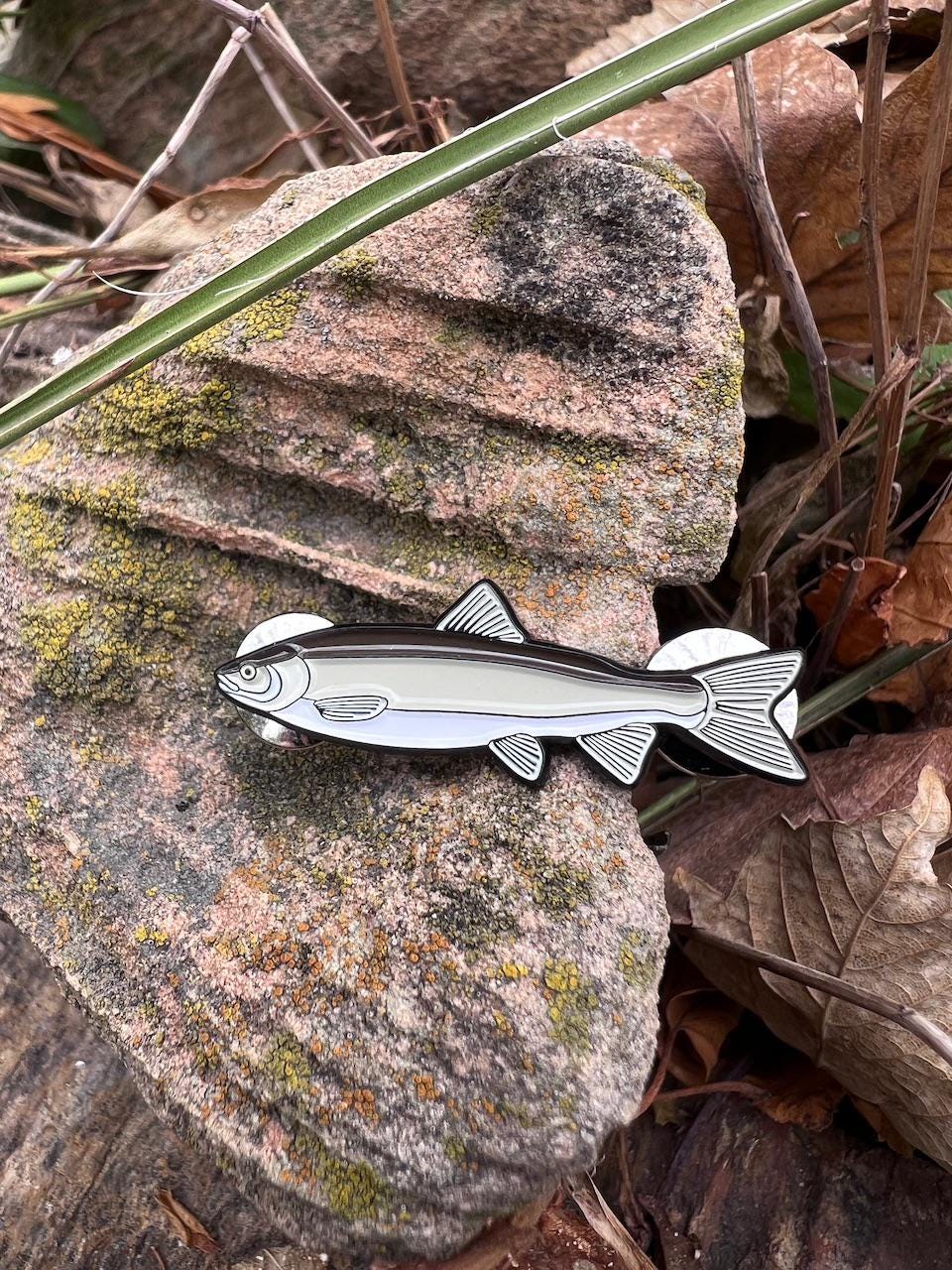 Mountain Whitefish - Fish Pin with Gift Box